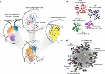 Striatal Control of Movement: A Role for New Neuronal (Sub-) Populations?